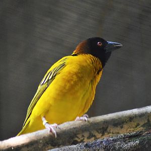 Black-headed weaver