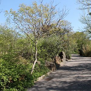 African Veldt Pathway