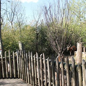 African Veldt- Eastern Bongo Exhibit