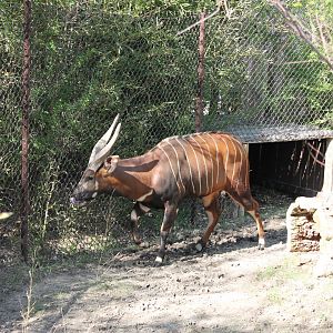 African Veldt- Eastern Bongo Exhibit