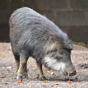White-lipped peccary