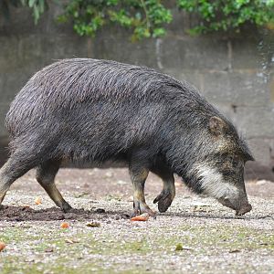 White-lipped peccary