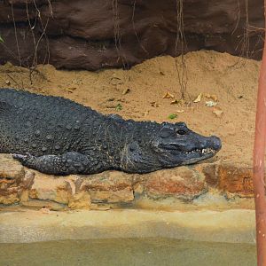 West African dwarf crocodile