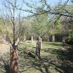 African Veldt- Eastern Bongo Exhibit