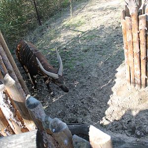 African Veldt- Eastern Bongo Exhibit