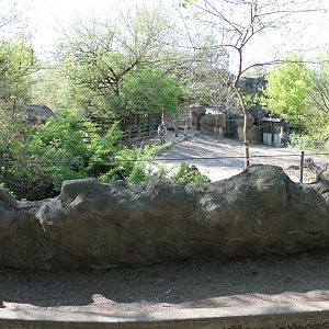 African Veldt- Grevy's Zebra Exhibit