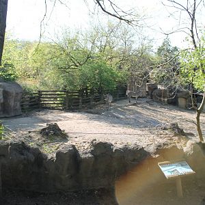 African Veldt- Grevy's Zebra Exhibit