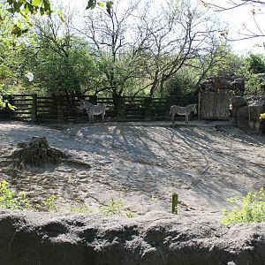 African Veldt- Grevy's Zebra Exhibit