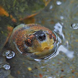 Giant Asian pond turtle