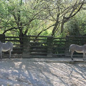 African Veldt- Grevy's Zebra Exhibit