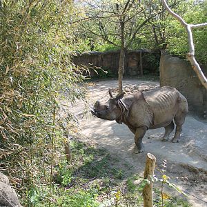 African Veldt- Indian Rhino Exhibit