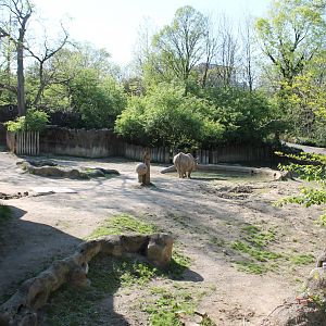 African Veldt- Black Rhino Exhibit