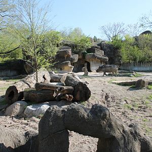 African Veldt/Rhino Reserve- Black Rhino Exhibit