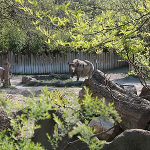 African Veldt/Rhino Reserve- Black Rhino Exhibit
