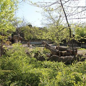 African Veldt/Rhino Reserve- Black Rhino Exhibit