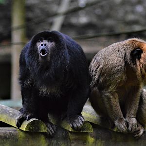 Black howler monkeys calling