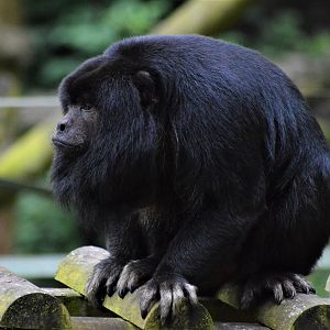 Male black howler monkey