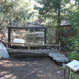 Lords of the Arctic- Arctic Fox Exhibit