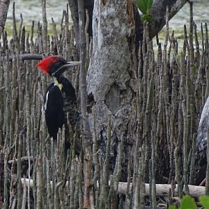 Lineated woodpecker (Dryocopus lineatus)