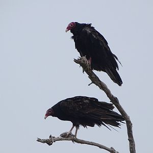 Turkey vulture (Cathartes aura)