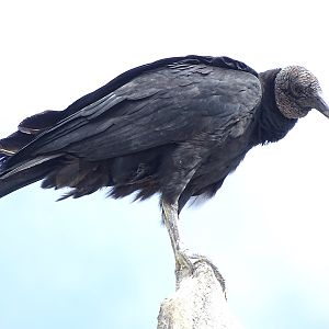 Black vulture (Coragyps atratus)