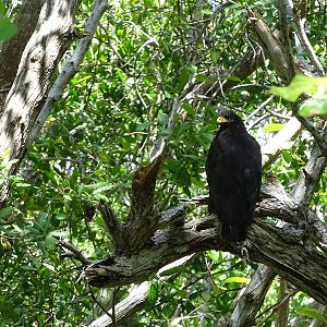Common black hawk (Buteogallus anthracinus)