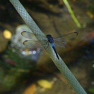 Cannaphila insularis