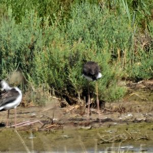 Extremely long-legged black-winged stilt