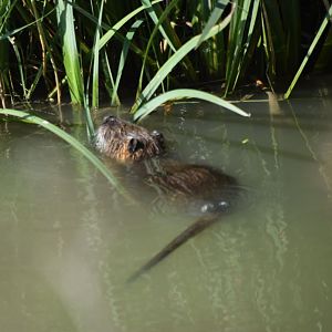 Nutria/Coypu
