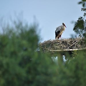 White stork nesting