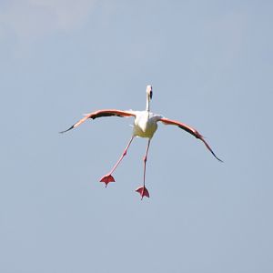 Flamingo landing