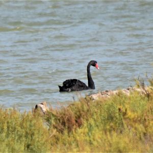 Black swan in France?