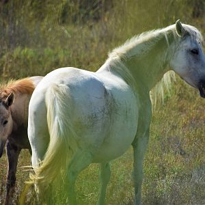 Camargue mare with foal