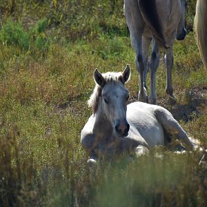 Camargue horse foal