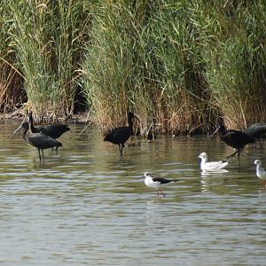 Glossy ibis and Black-winged stilt
