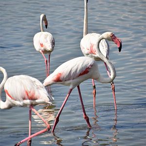Greater flamingos