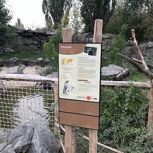 Media 'African penguin' in category 'Berlin Tierpark'