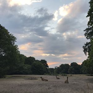 Sunset over guanaco paddock