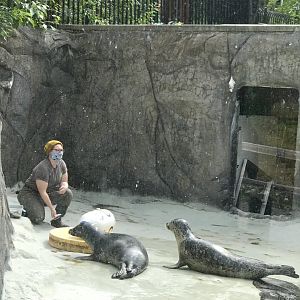 Pacific Harbor Seals