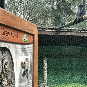 New Exhibit for the Great Gray Owl