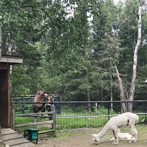 Alpaca and Bactrian Camel