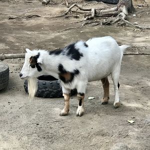Nigerian Dwarf Goat