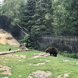 Brown Bear and Raven