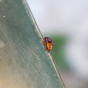 Dotted-head Acacia Beetle (Calomela maculicollis)