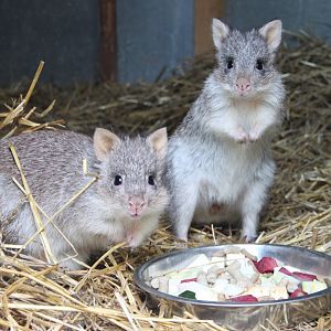 Rufous bettong (Aepyprymnus rufescens)