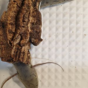 Hidding West-African lungfish - Protopterus annectens