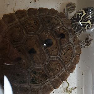 Black-knobbled map turtle - Graptemys nigrinoda nigrinoda