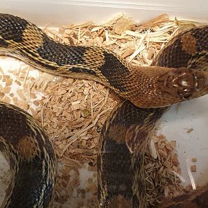 Pituophis deppei deppei