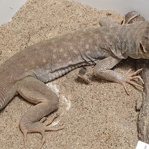 Jayakar's Oman lizard - Omanosaura jayakari