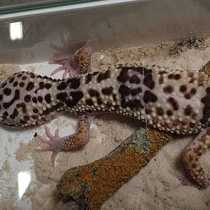 Iranian fat-tailed gecko - Eublepharis angramainyu